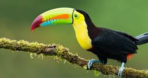 توکان تکس ToucanTex